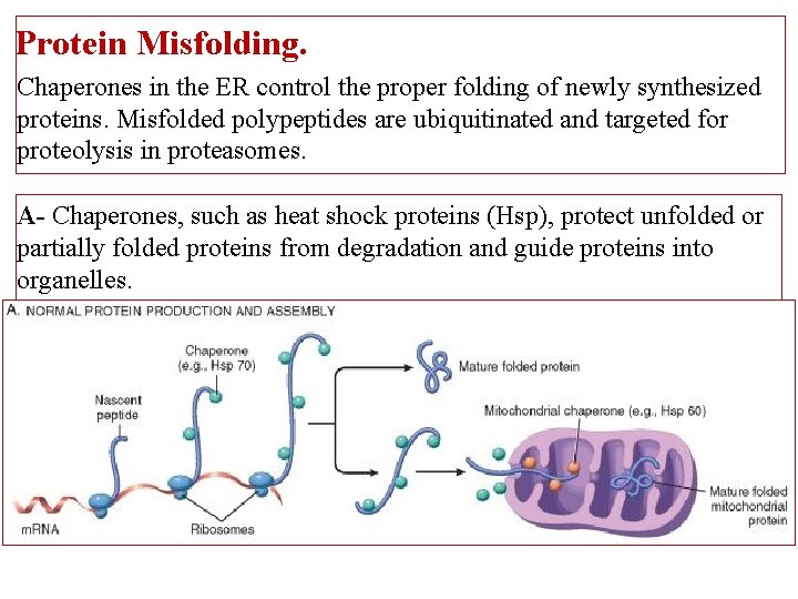 Protein Misfolding. Chaperones in the ER control the proper folding of newly synthesized proteins.