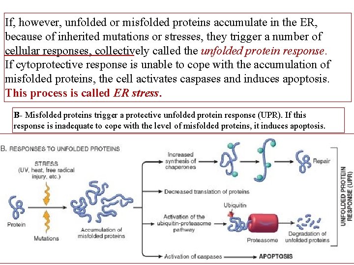 If, however, unfolded or misfolded proteins accumulate in the ER, because of inherited mutations