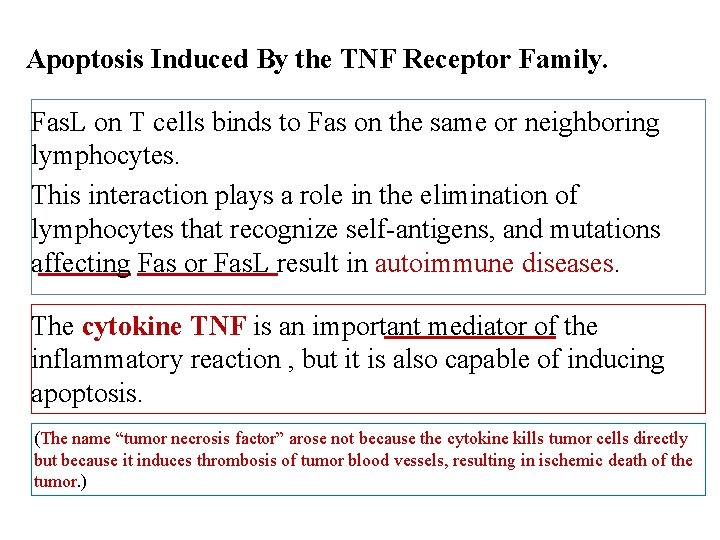Apoptosis Induced By the TNF Receptor Family. Fas. L on T cells binds to