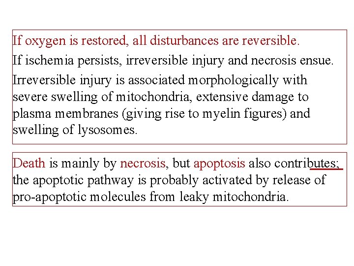 If oxygen is restored, all disturbances are reversible. If ischemia persists, irreversible injury and
