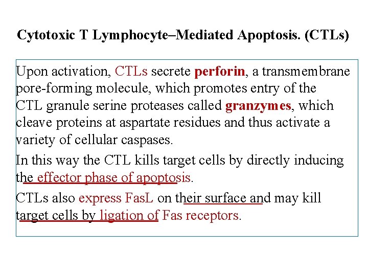 Cytotoxic T Lymphocyte–Mediated Apoptosis. (CTLs) Upon activation, CTLs secrete perforin, a transmembrane pore-forming molecule,