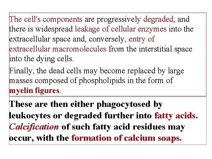 The cell's components are progressively degraded, and there is widespread leakage of cellular enzymes