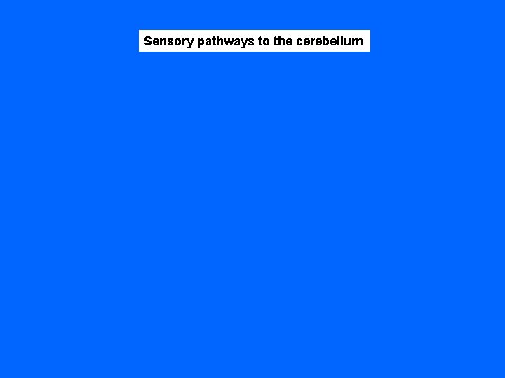 Sensory pathways to the cerebellum 