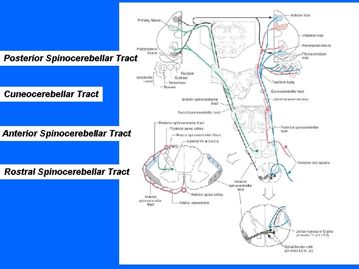 Posterior Spinocerebellar Tract Cuneocerebellar Tract Anterior Spinocerebellar Tract Rostral Spinocerebellar Tract 