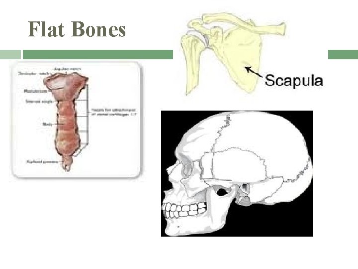 Flat Bones 