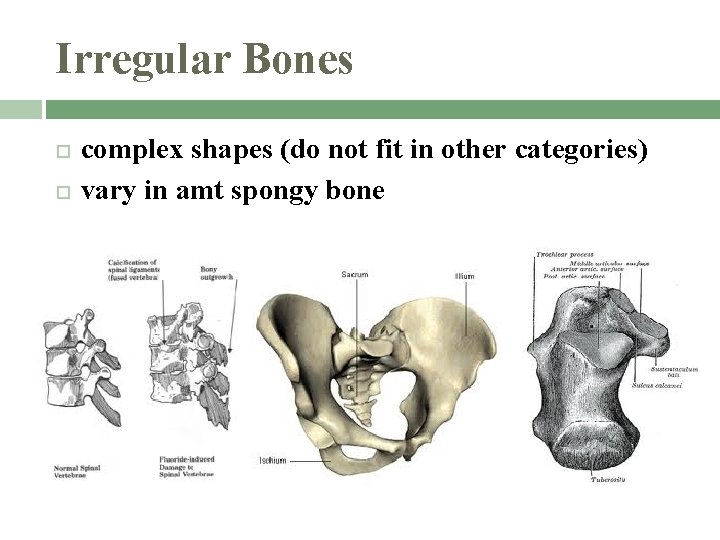 Irregular Bones complex shapes (do not fit in other categories) vary in amt spongy