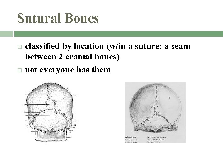 Sutural Bones classified by location (w/in a suture: a seam between 2 cranial bones)