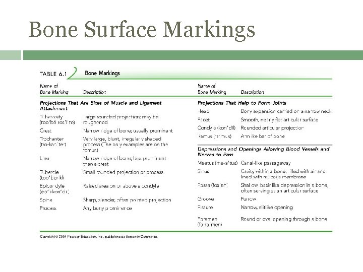 Bone Surface Markings 