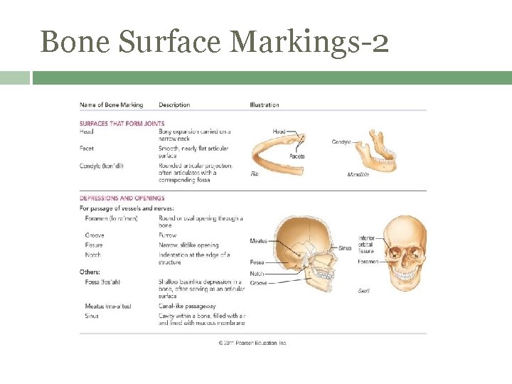 Bone Surface Markings-2 