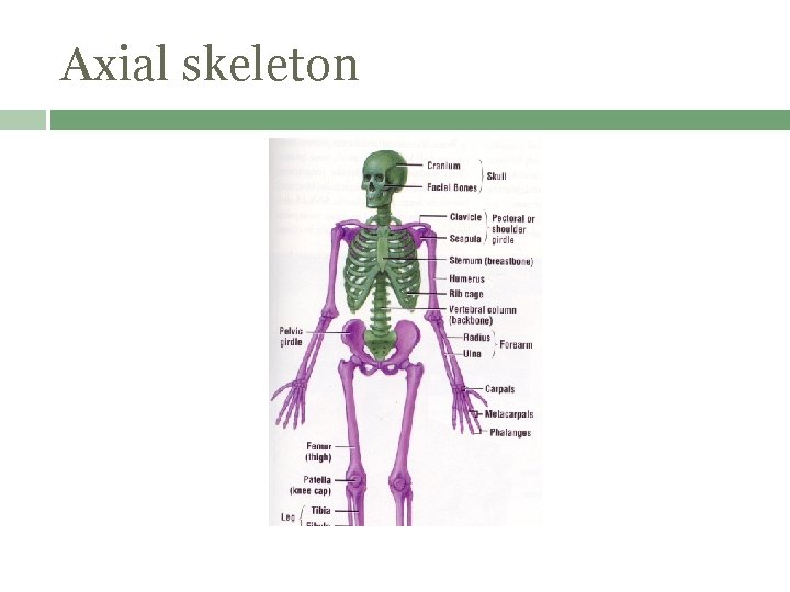 Axial skeleton 