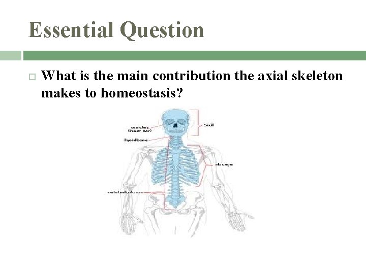Essential Question What is the main contribution the axial skeleton makes to homeostasis? 