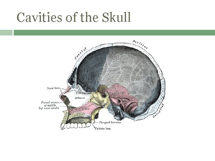 Cavities of the Skull 