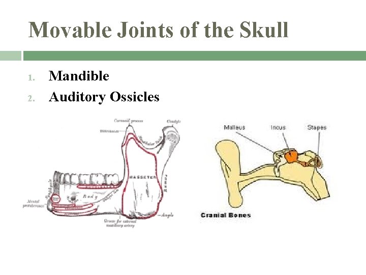 Movable Joints of the Skull 1. 2. Mandible Auditory Ossicles 