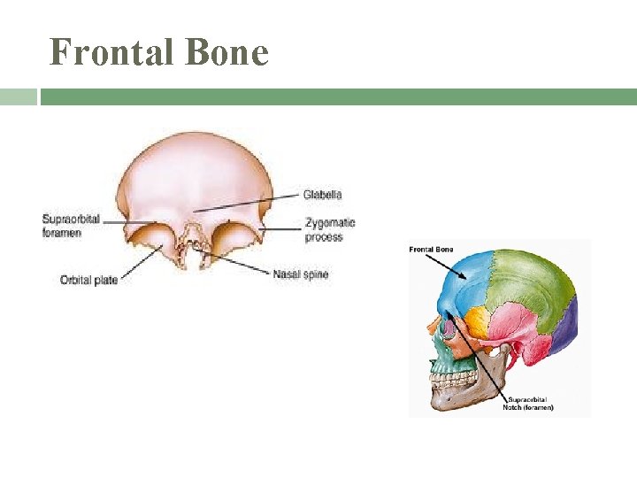 Frontal Bone 