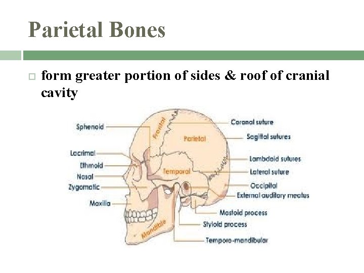 Parietal Bones form greater portion of sides & roof of cranial cavity 