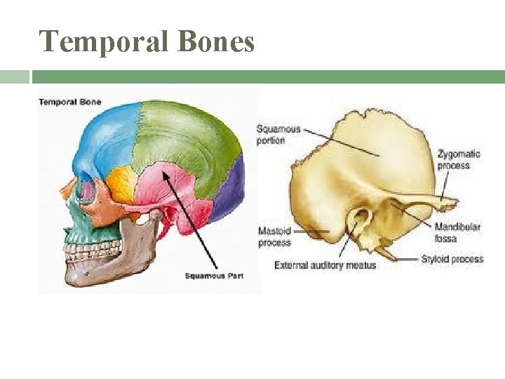 Temporal Bones 