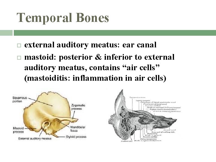 Temporal Bones external auditory meatus: ear canal mastoid: posterior & inferior to external auditory