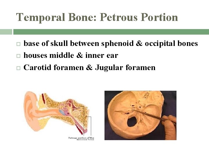 Temporal Bone: Petrous Portion base of skull between sphenoid & occipital bones houses middle