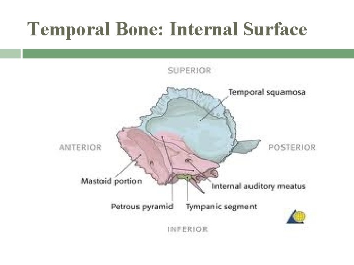 Temporal Bone: Internal Surface 