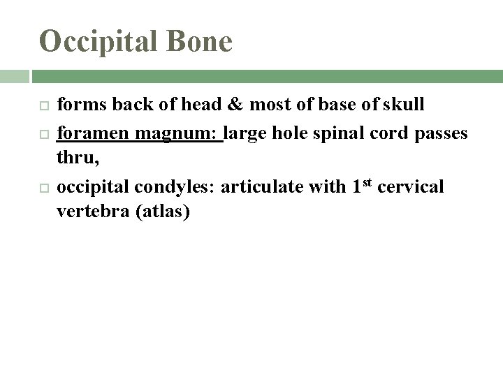 Occipital Bone forms back of head & most of base of skull foramen magnum: