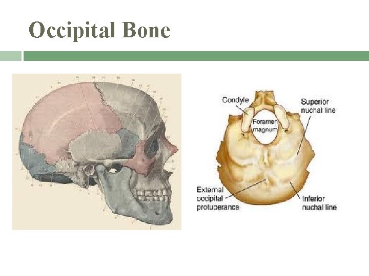 Occipital Bone 