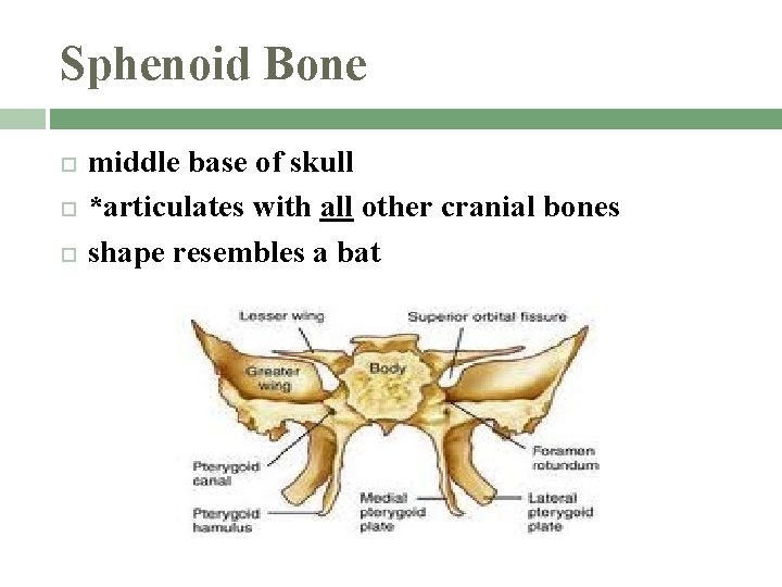 Sphenoid Bone middle base of skull *articulates with all other cranial bones shape resembles