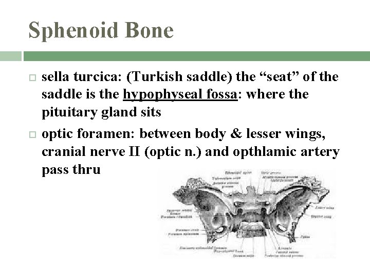 Sphenoid Bone sella turcica: (Turkish saddle) the “seat” of the saddle is the hypophyseal