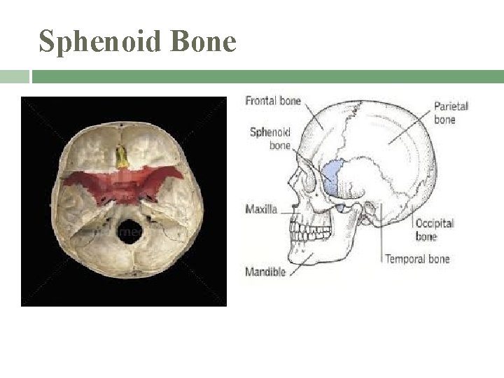 Sphenoid Bone 