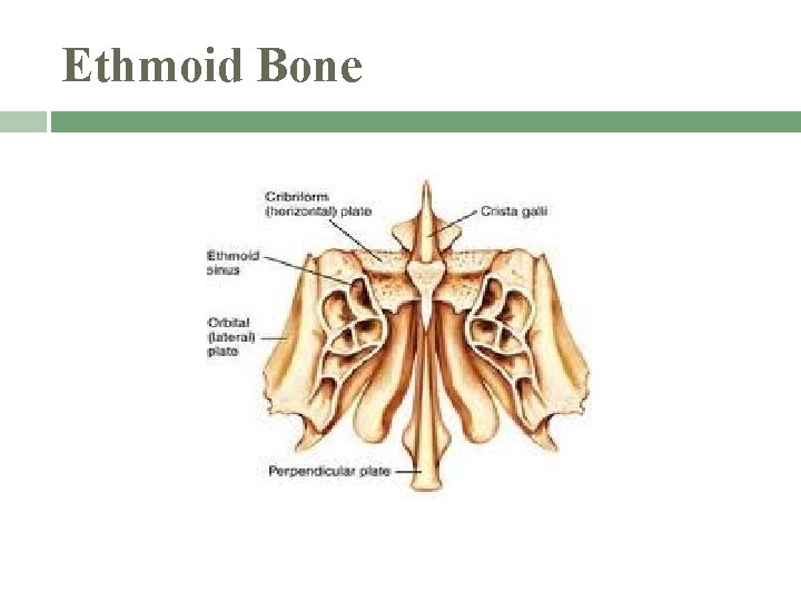 Ethmoid Bone 