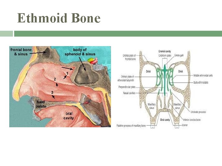 Ethmoid Bone 