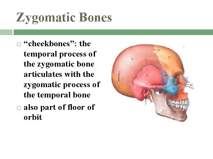 Zygomatic Bones “cheekbones”: the temporal process of the zygomatic bone articulates with the zygomatic