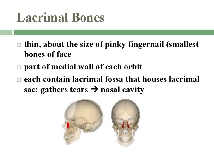 Lacrimal Bones thin, about the size of pinky fingernail (smallest bones of face part