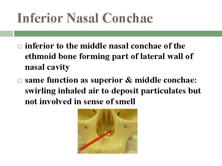 Inferior Nasal Conchae inferior to the middle nasal conchae of the ethmoid bone forming