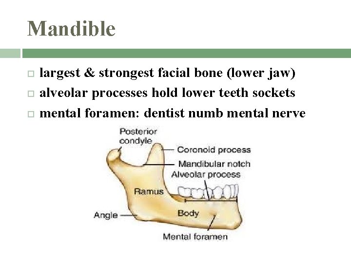 Mandible largest & strongest facial bone (lower jaw) alveolar processes hold lower teeth sockets