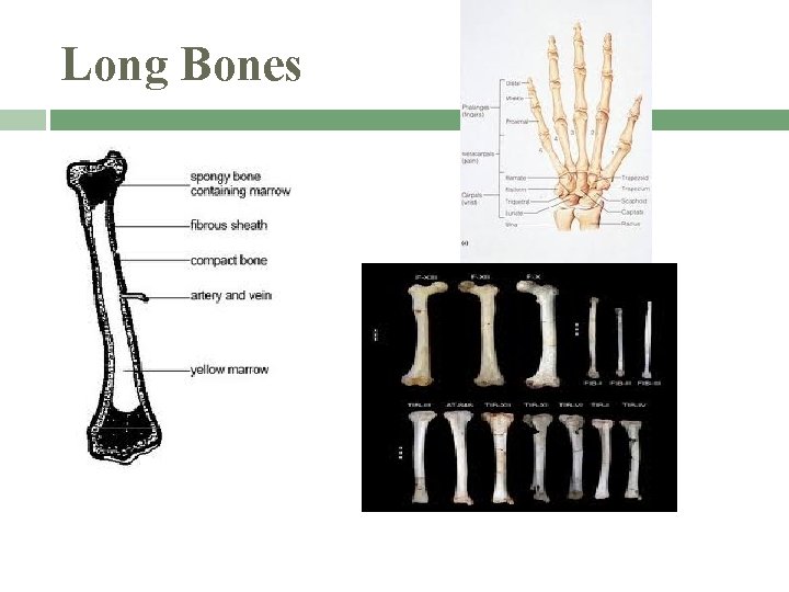 Long Bones 