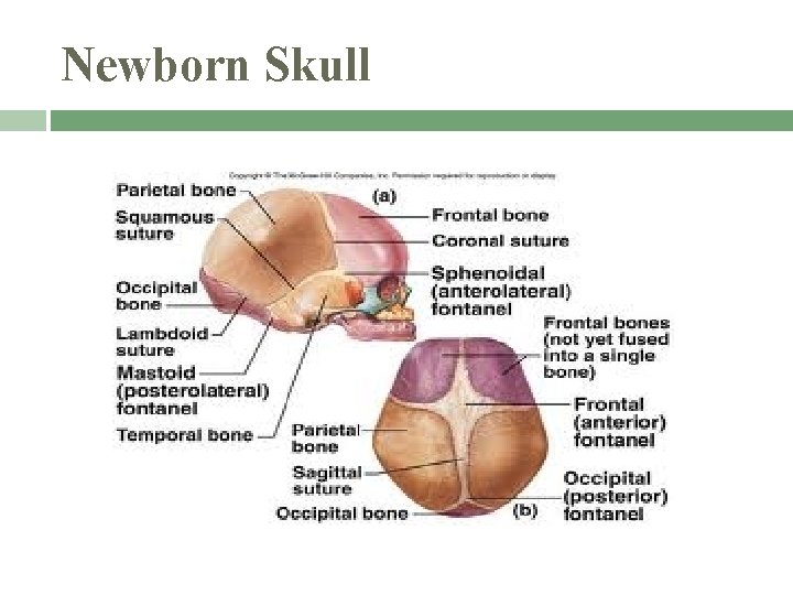 Newborn Skull 