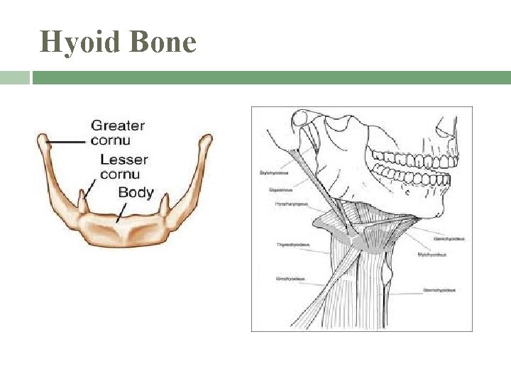 Hyoid Bone 