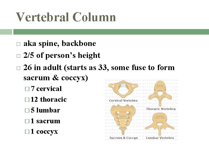 Vertebral Column aka spine, backbone 2/5 of person’s height 26 in adult (starts as