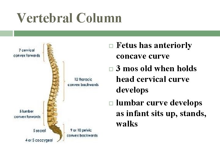 Vertebral Column Fetus has anteriorly concave curve 3 mos old when holds head cervical