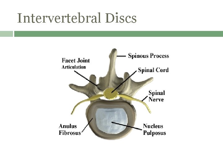 Intervertebral Discs 