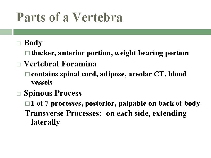 Parts of a Vertebra Body � thicker, anterior portion, weight bearing portion Vertebral Foramina