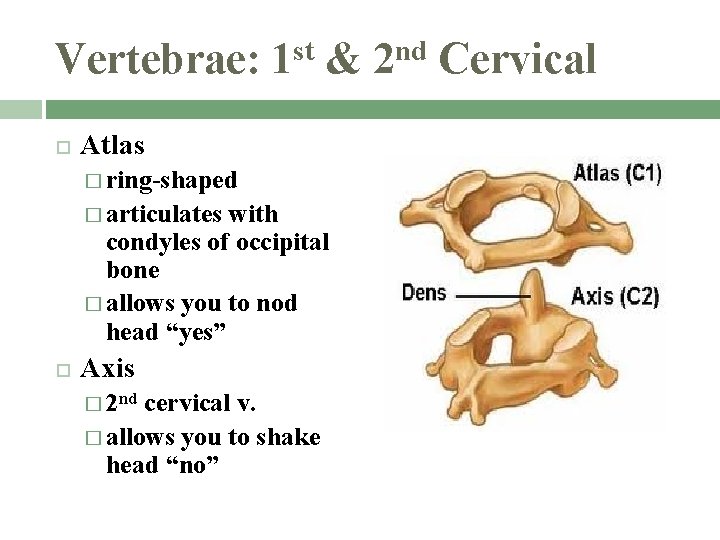 Vertebrae: st 1 & Atlas � ring-shaped � articulates with condyles of occipital bone