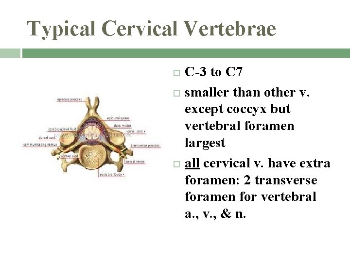 Typical Cervical Vertebrae C-3 to C 7 smaller than other v. except coccyx but