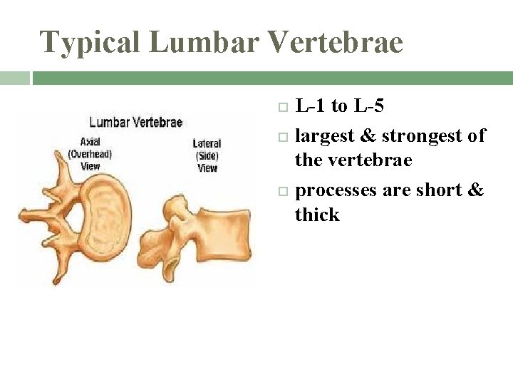 Typical Lumbar Vertebrae L-1 to L-5 largest & strongest of the vertebrae processes are