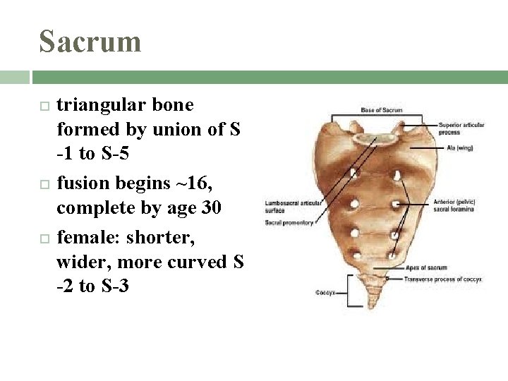 Sacrum triangular bone formed by union of S -1 to S-5 fusion begins ~16,