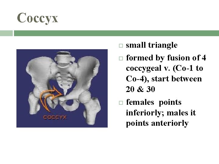 Coccyx small triangle formed by fusion of 4 coccygeal v. (Co-1 to Co-4), start