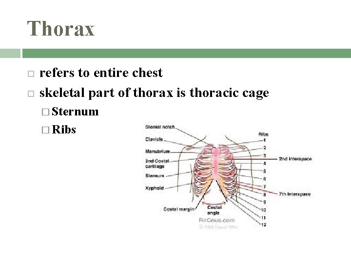 Thorax refers to entire chest skeletal part of thorax is thoracic cage � Sternum