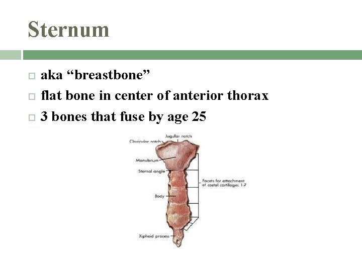 Sternum aka “breastbone” flat bone in center of anterior thorax 3 bones that fuse