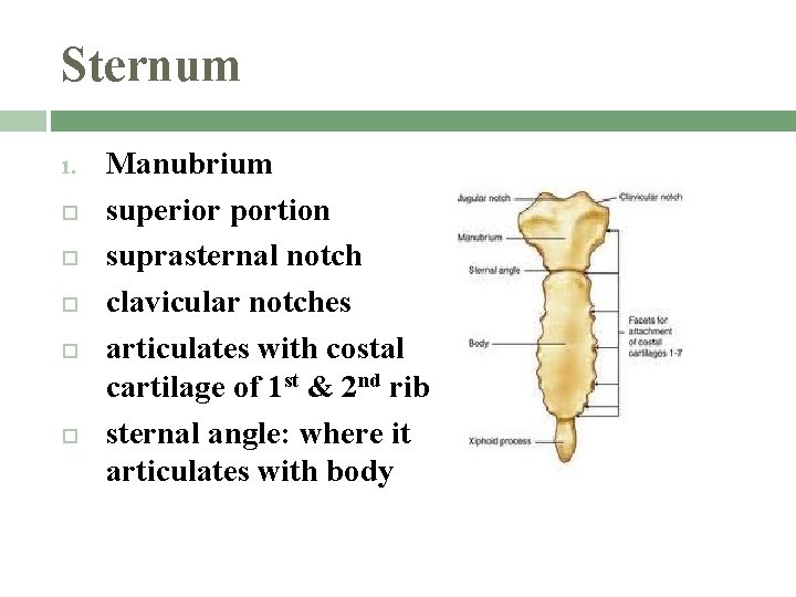 Sternum 1. Manubrium superior portion suprasternal notch clavicular notches articulates with costal cartilage of