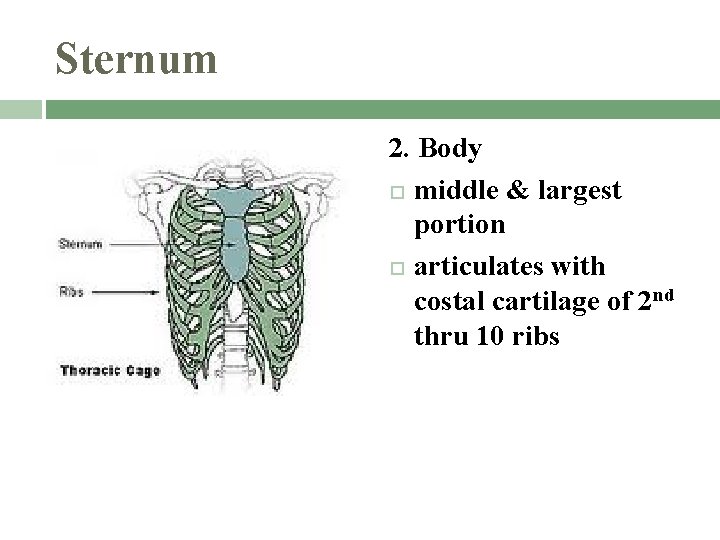 Sternum 2. Body middle & largest portion articulates with costal cartilage of 2 nd